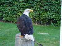 Adler