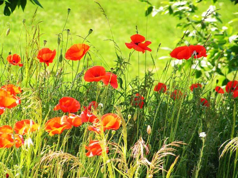 Mohn